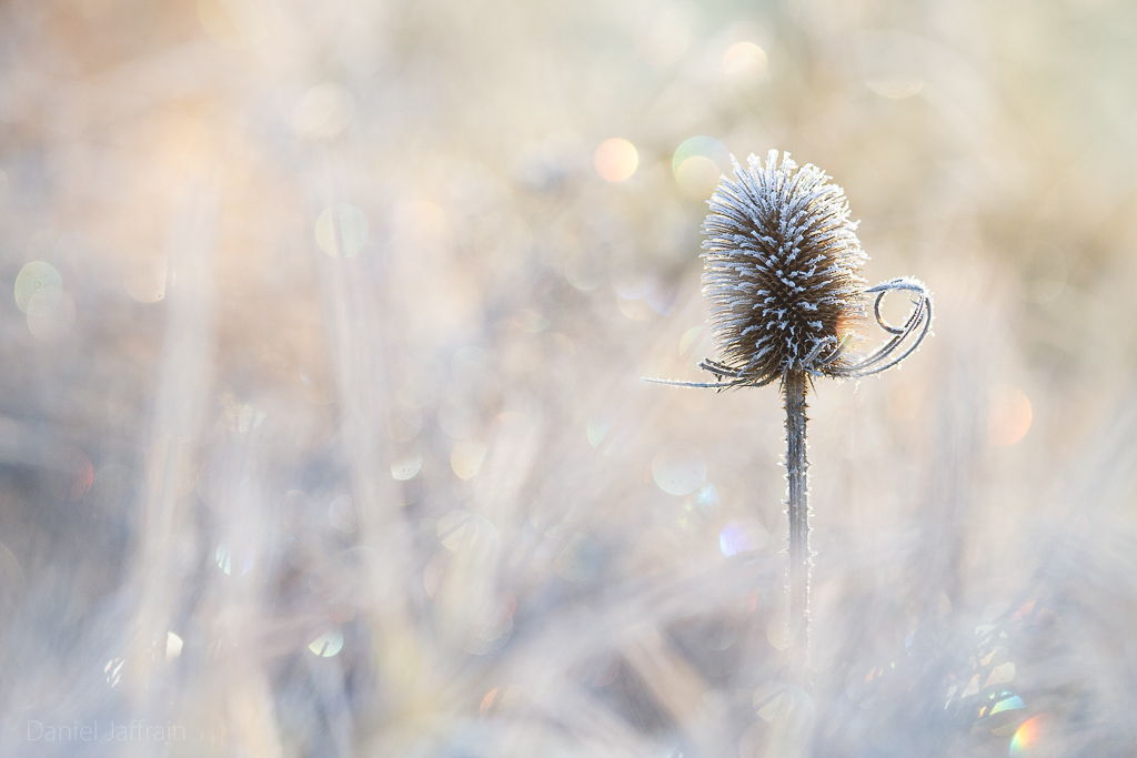 Image et Nature-1-20.jpg