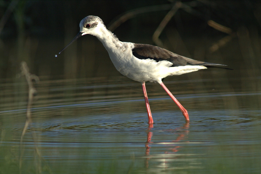 échasse blanche_1175.JPG