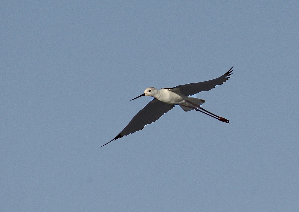 echasse_2510echasse_487_PA12686.JPG