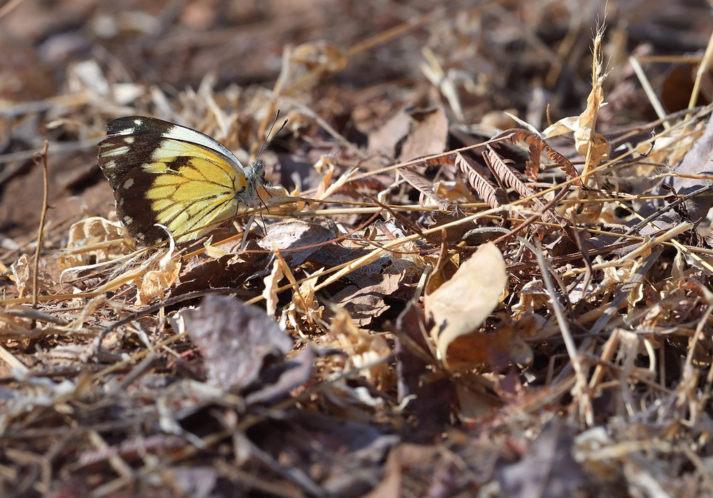 DS5_2702.jpg