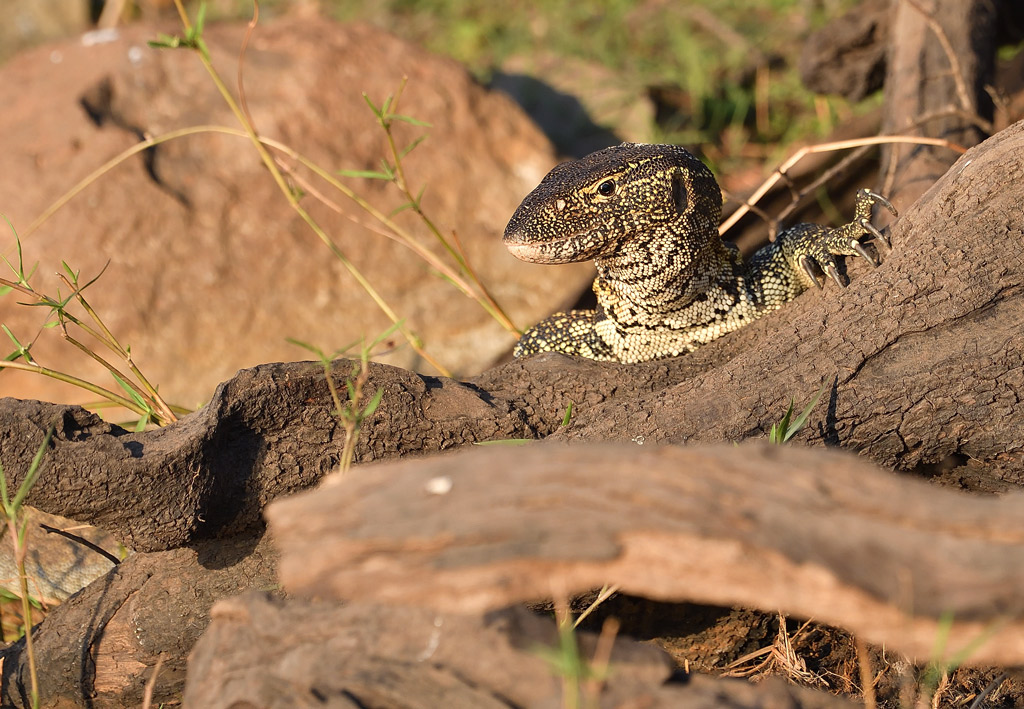 DS5_2133.jpg