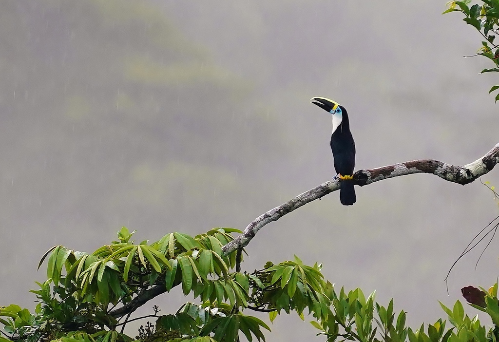 102Toucan vitellin- sani.JPG