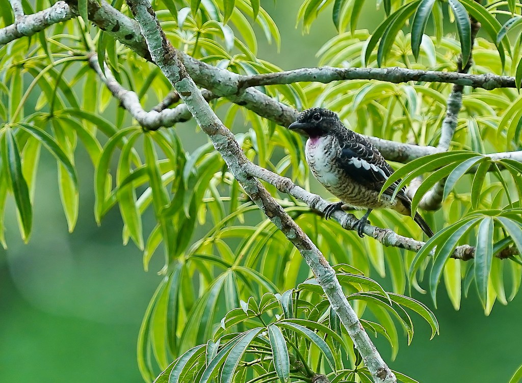 107 Cotinga à gorge mauve m- Sani.JPG