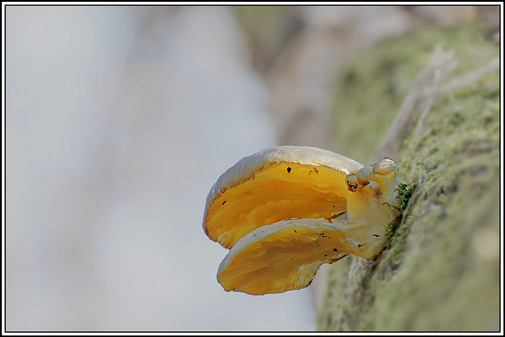 champignon(521_524)(bis).jpg
