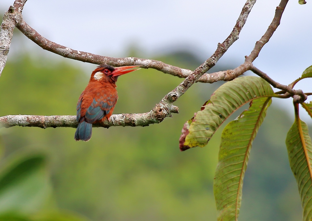 113Jacamar oreillard -sani.jpg