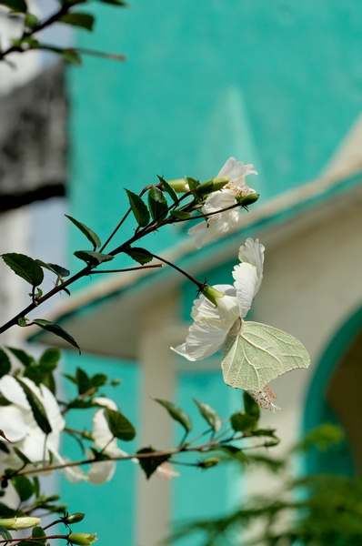 papillon-1.jpg