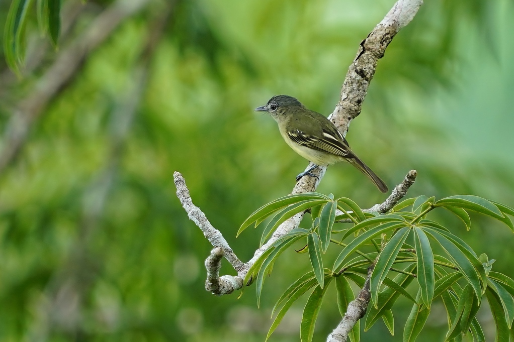 114 Platyrhinque poliocéphale- Sani.JPG
