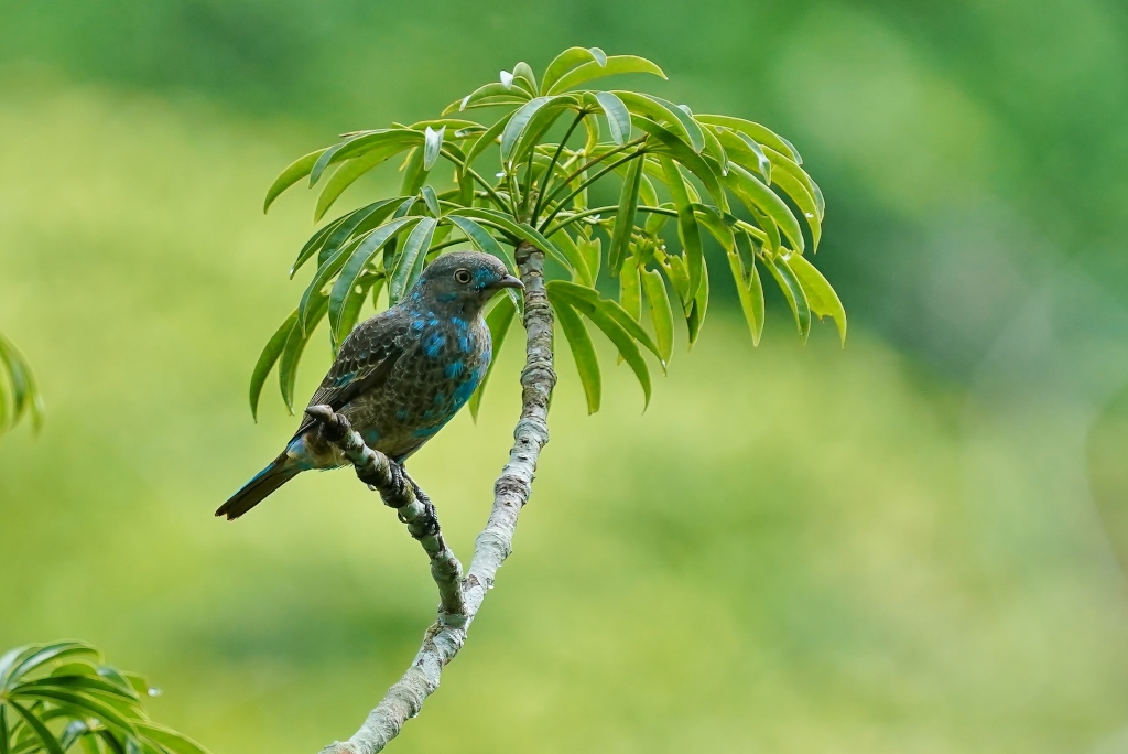 115 Cotinga des maynas juve -Sani.JPG