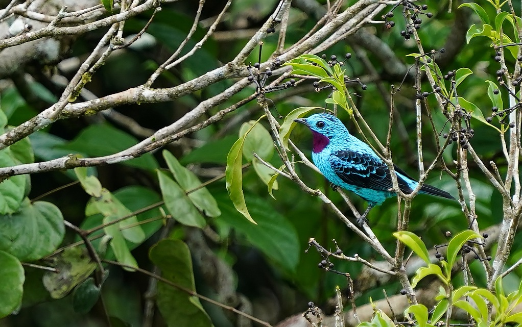 116 Cotinga de Cayenne mâle -SANI.JPG