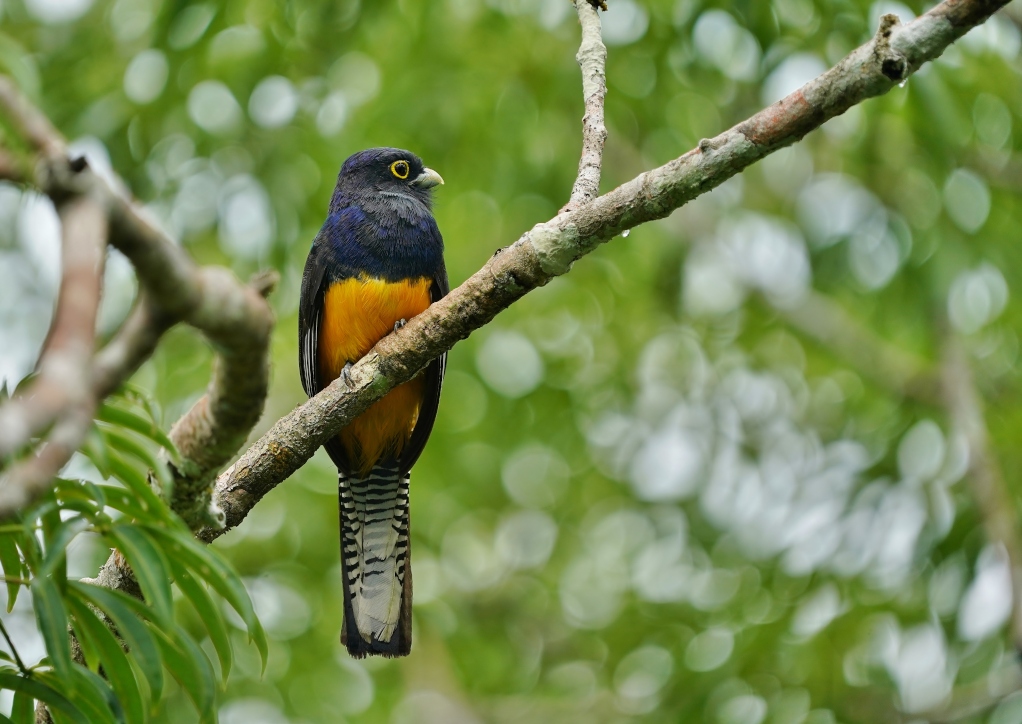 120 Trogon d'Amazonie- San.JPG