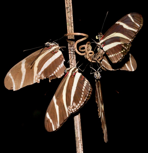 papillon-4.jpg