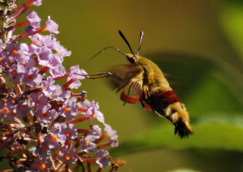 Hemaris fuciformis - Sphinx du chèvrefeuille 07 a4.jpg