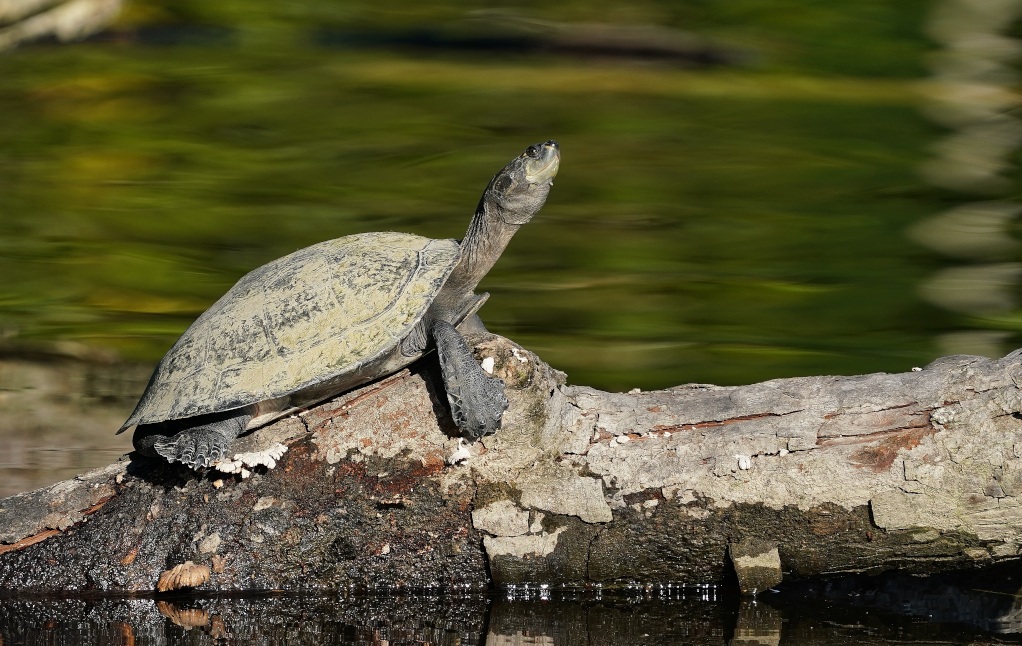 122 Tortue.JPG