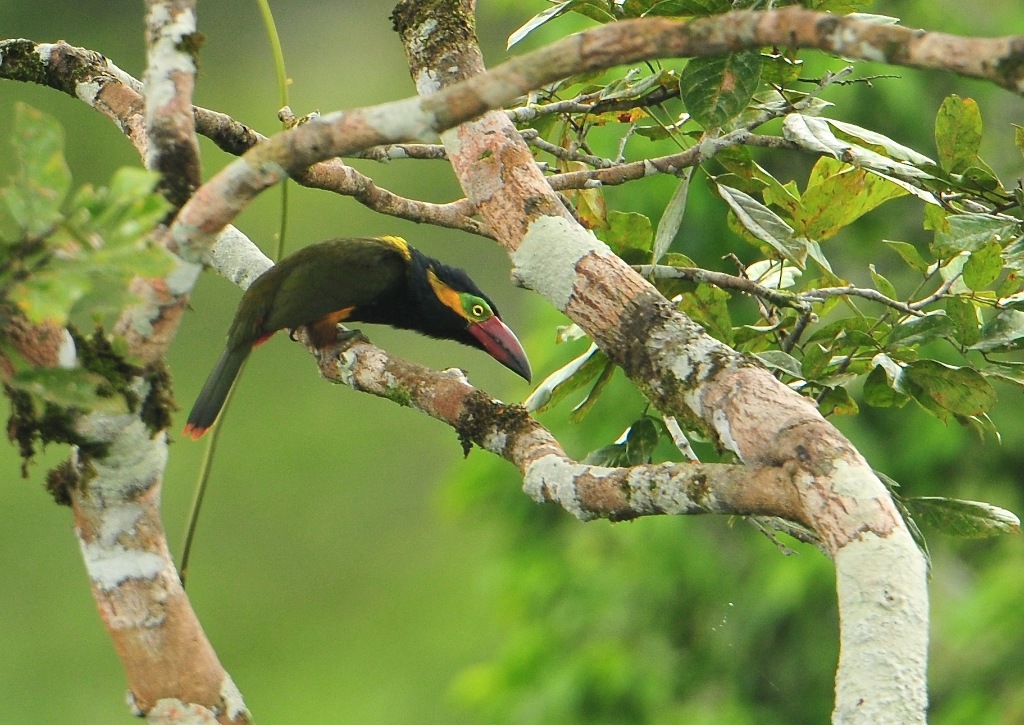 127 Toucanet de Reinwardt-Sani.jpg
