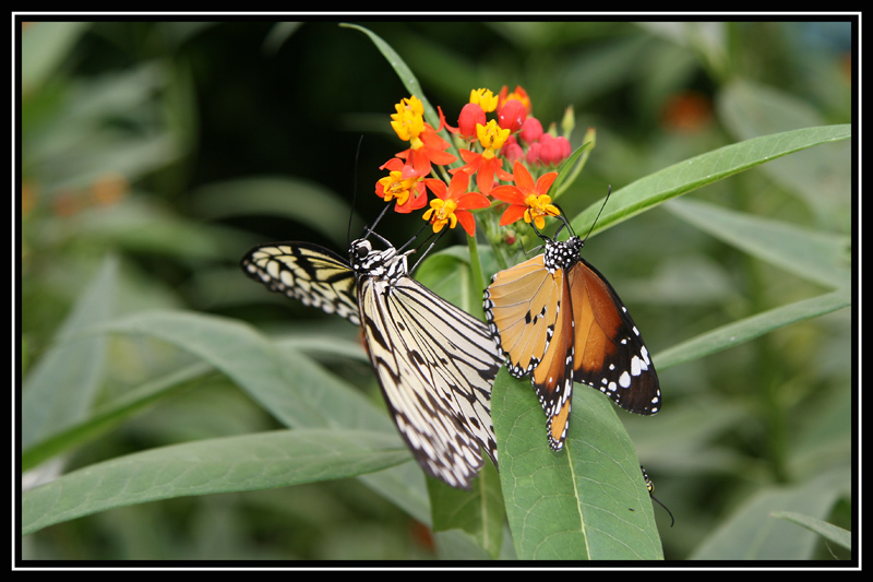 CD114_1025_papillons.jpg