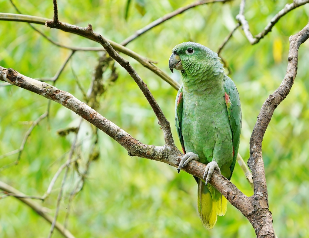 126 Amazone poudrée- San.JPG