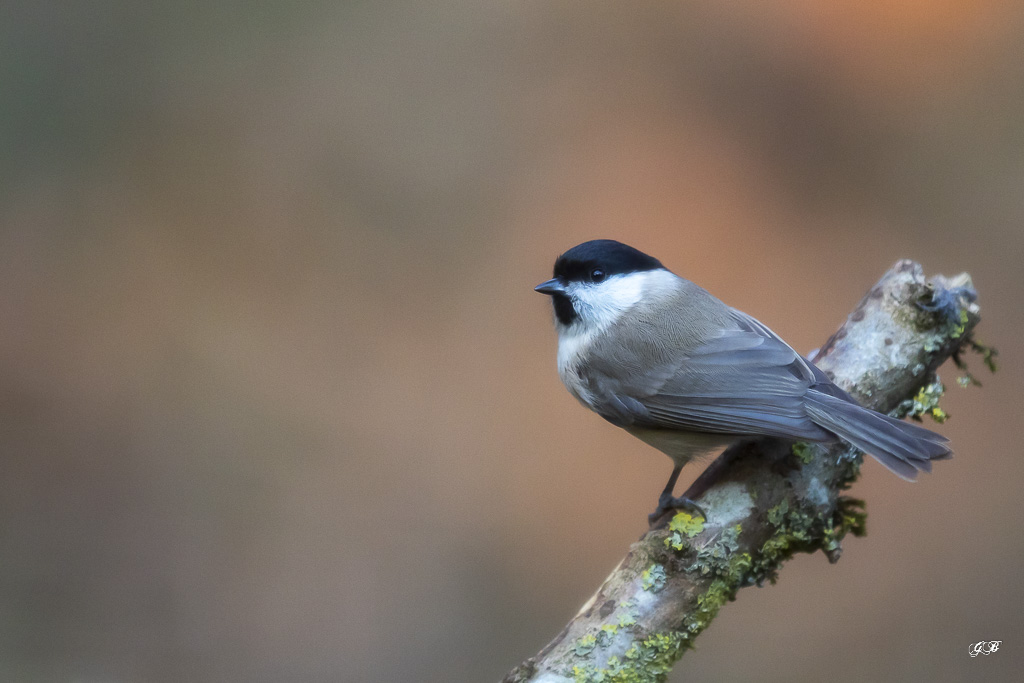 A-JANVIER Mésange Charbonnière (Parus major) Great Tit-347.jpg