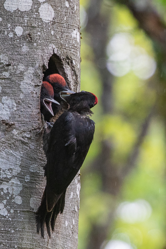 E-MAI Pic Noir (Dryocopus martius) Black woodpecker-587.jpg