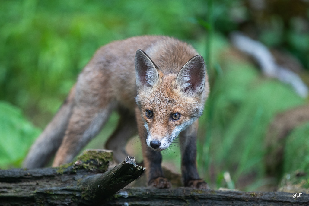 F-JUIN Renard Roux (Vulpes vulpes) Red fox-461.jpg