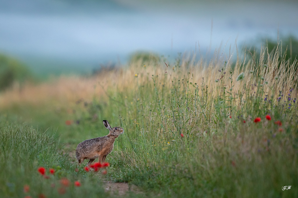 G-JUILLET Lièvre d'Europe (Lepus europaeus)-Broxn hare-483.jpg