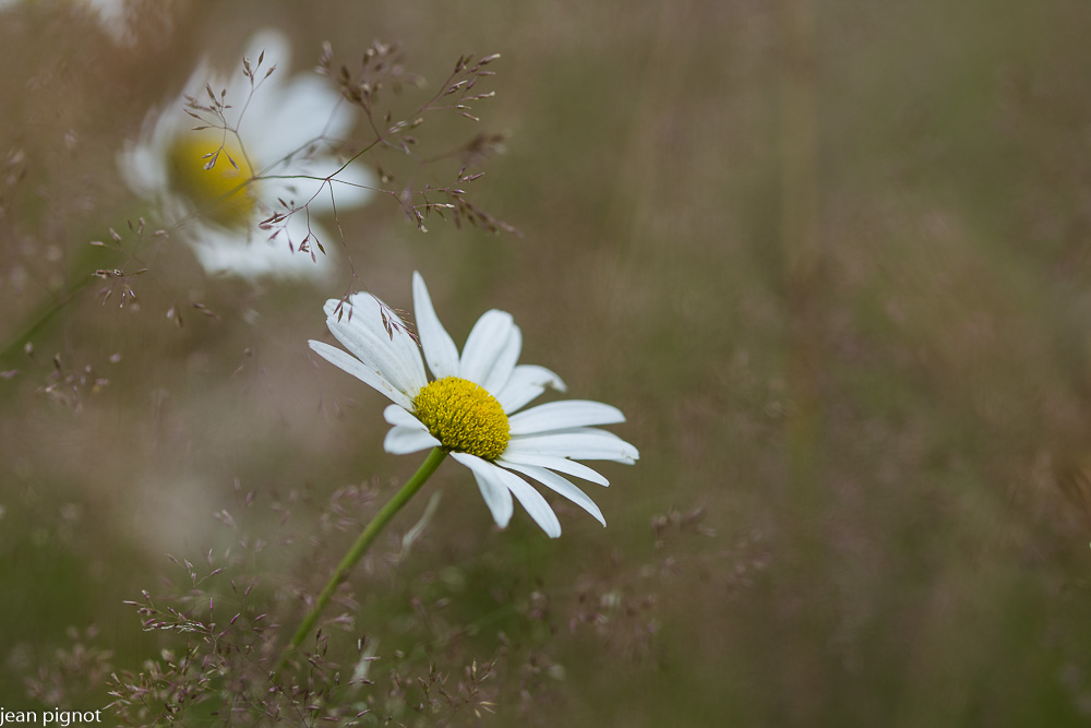 marguerites 07.JPG