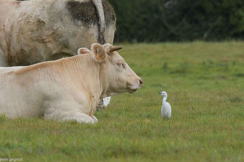 heron garde boeuf 09.JPG