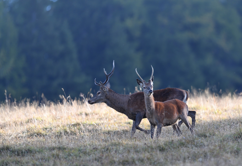 DS5_4243.jpg