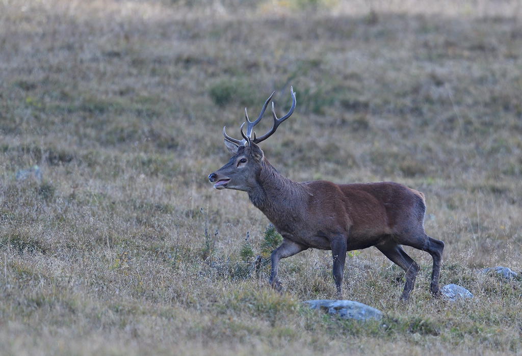 DS5_4260.jpg