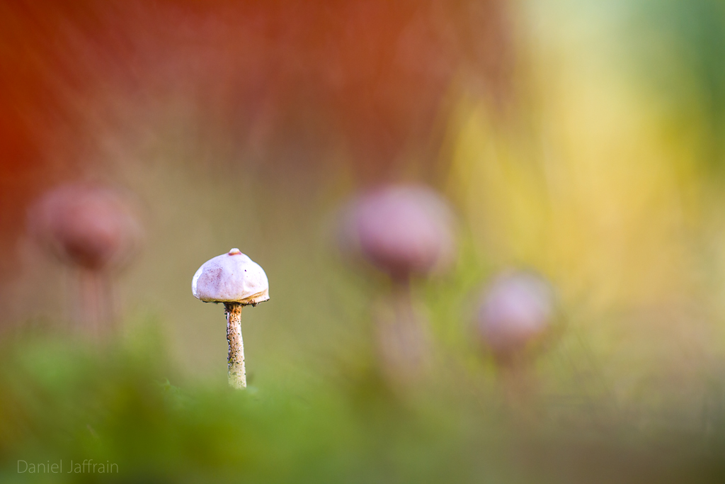 Image et Nature-1-25.jpg