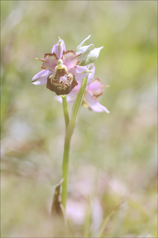 Ophrys fuciflora lusus Mickey.jpg