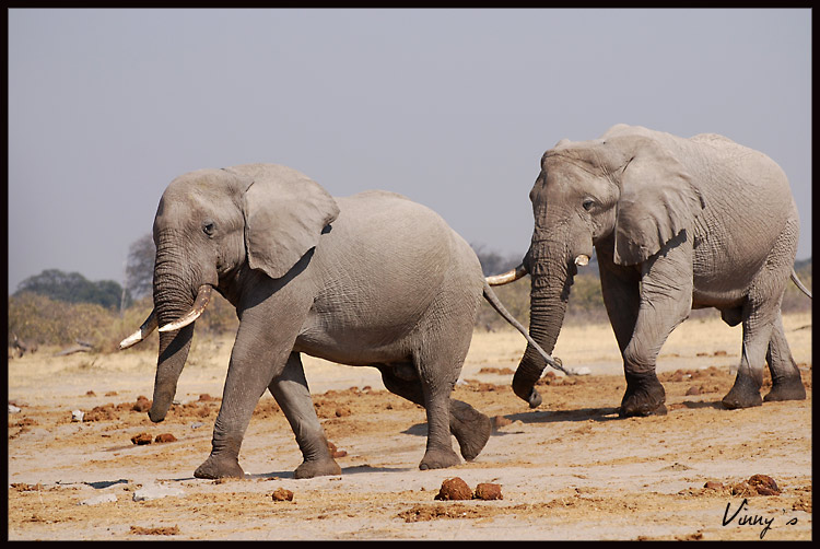 Ã©lÃ©phant-savuti045.jpg