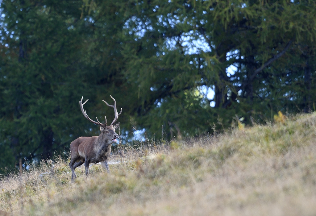 DS5_4308.jpg