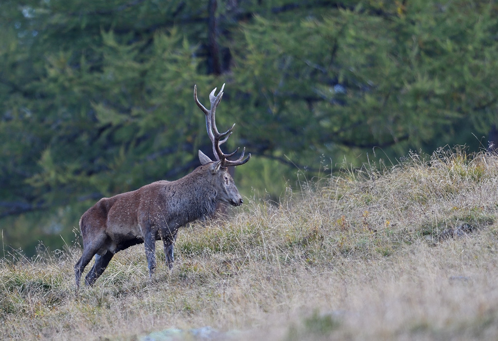 DS5_4366.jpg
