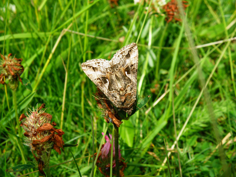 papillon 3.jpg