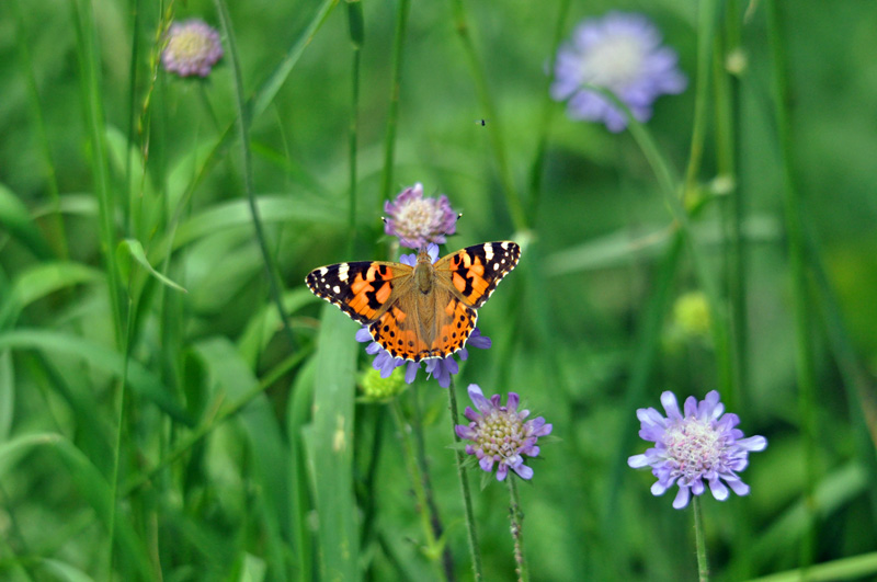 papillon 1.jpg
