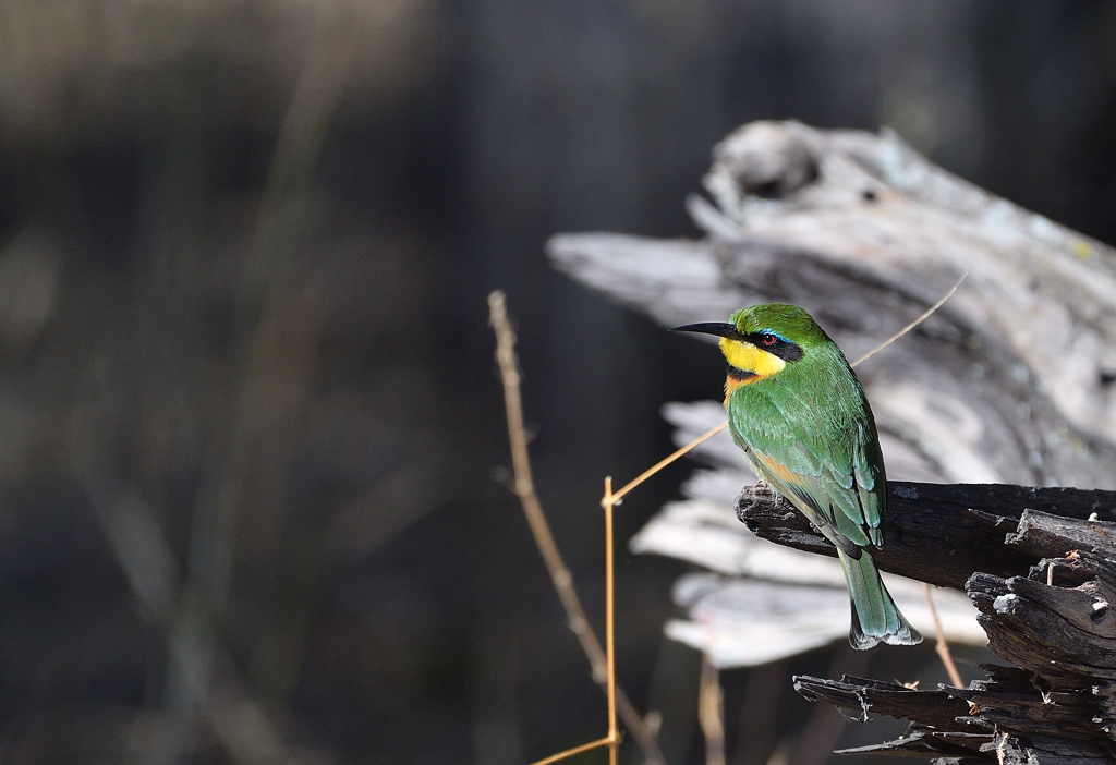 DS5_0406.jpg