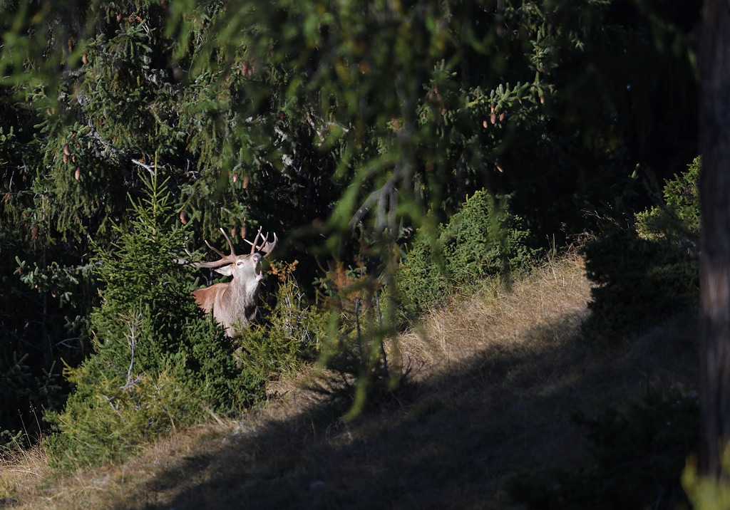 DS5_4479.jpg