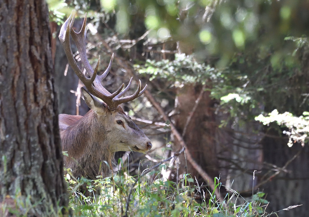 DS5_4497.jpg