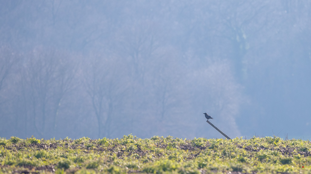 Corbeau Freu (Corvus frugilegus) Rook-4.jpg