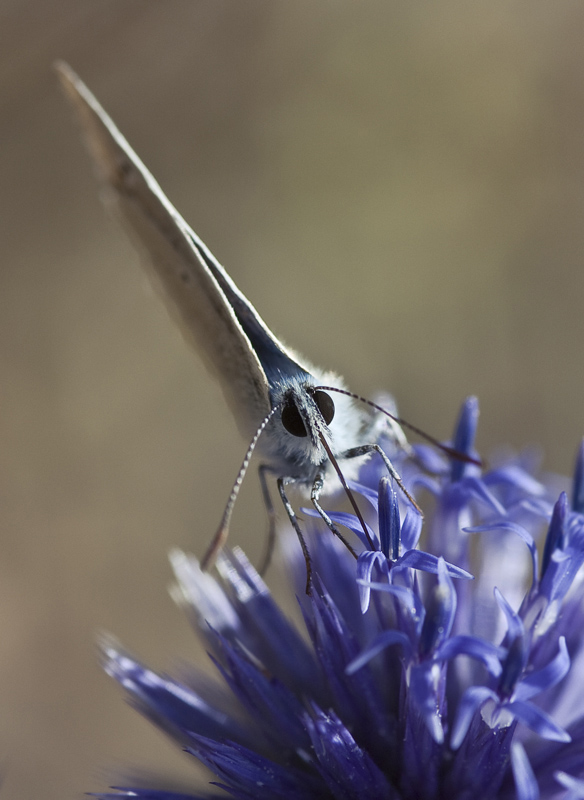 papillon_1.jpg