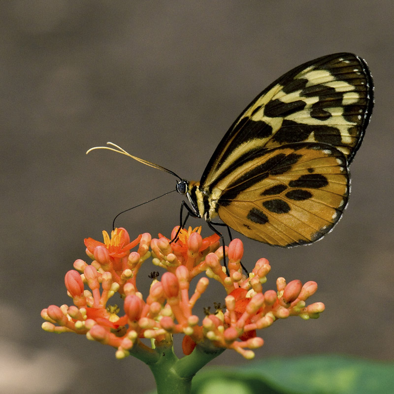 papillon_2.jpg