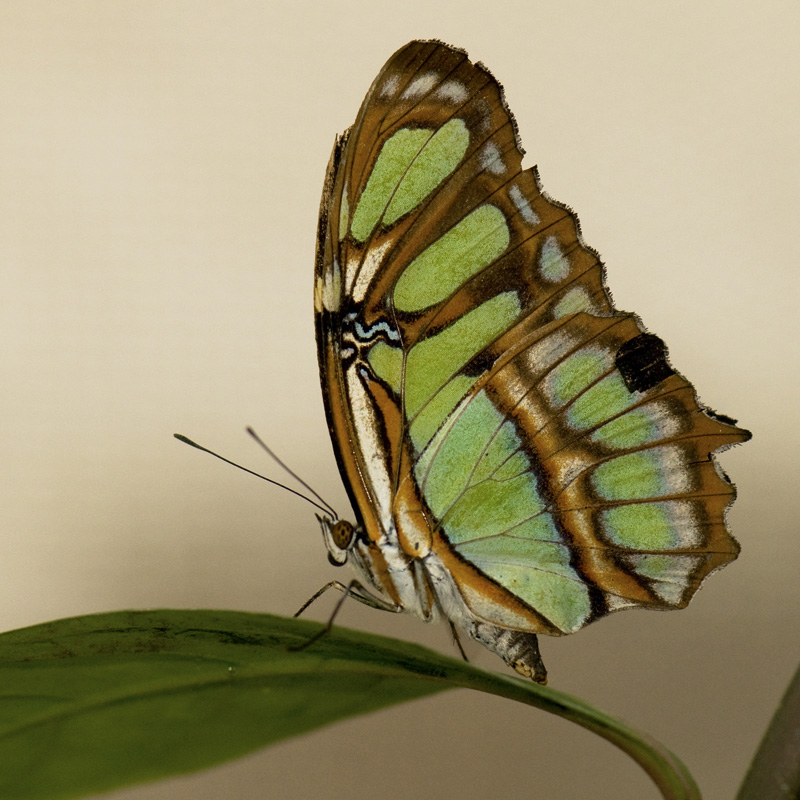 papillon_3.jpg