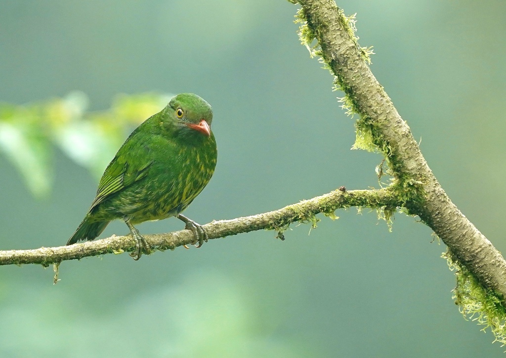 228 Cotinga jucunda femelle- Amagus.JPG