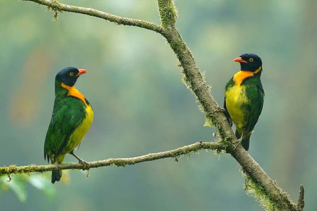 229 Cotinga juncunda - duos mâles -Amagusa.JPG
