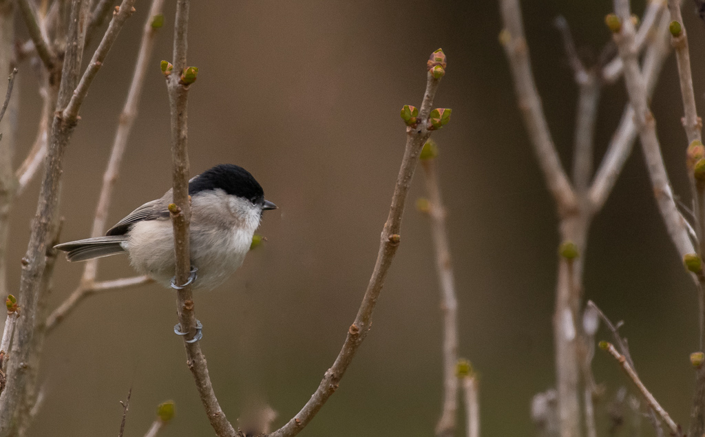 Mésange nonette.jpg