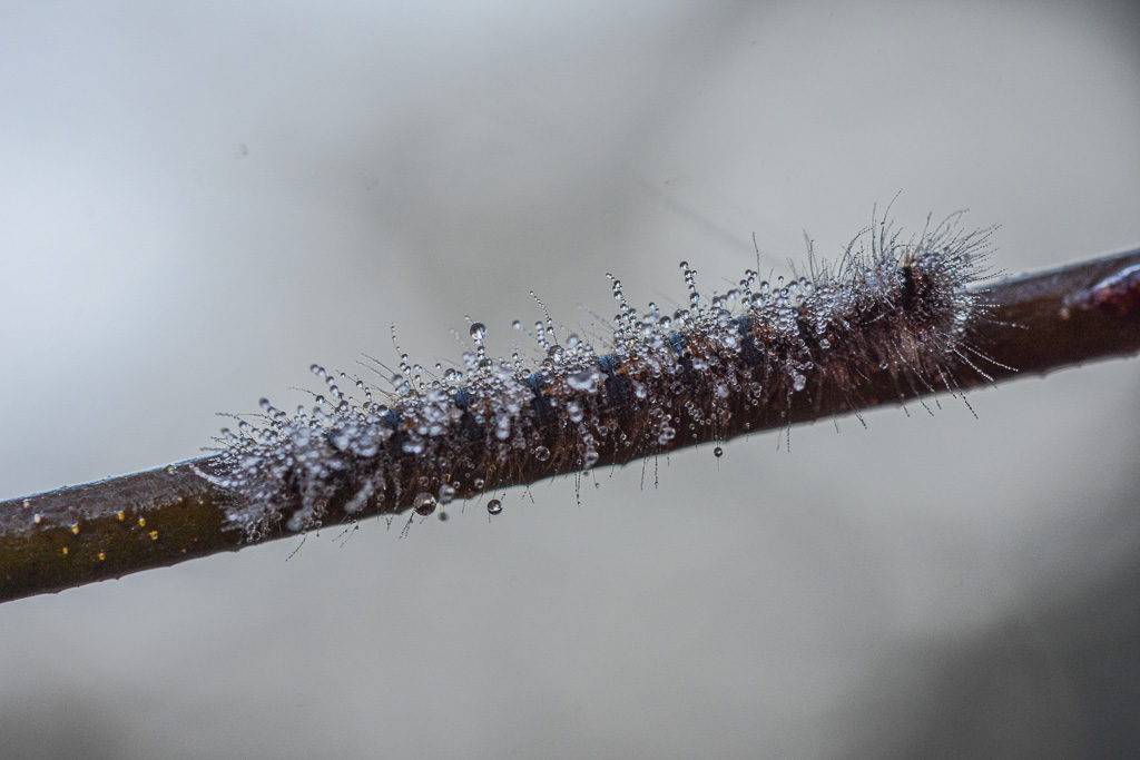 Chenille enrosée.jpg