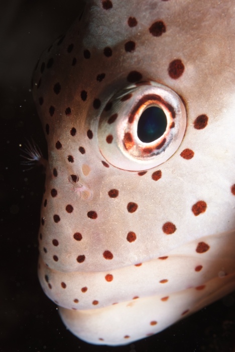 Poisson Faucon.jpg