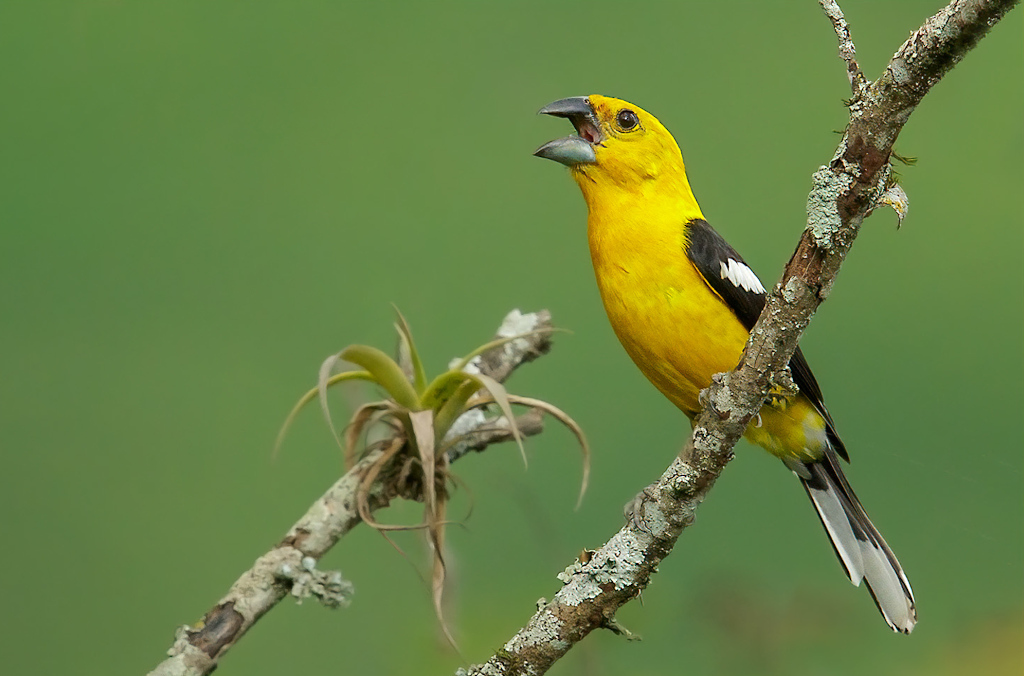 231 Cardinal a tete jaune - los bancos.jpg