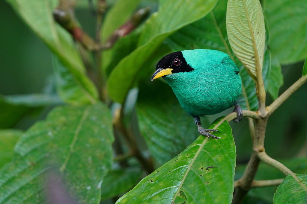 234 Tangara emeraude male - Bancos.JPG