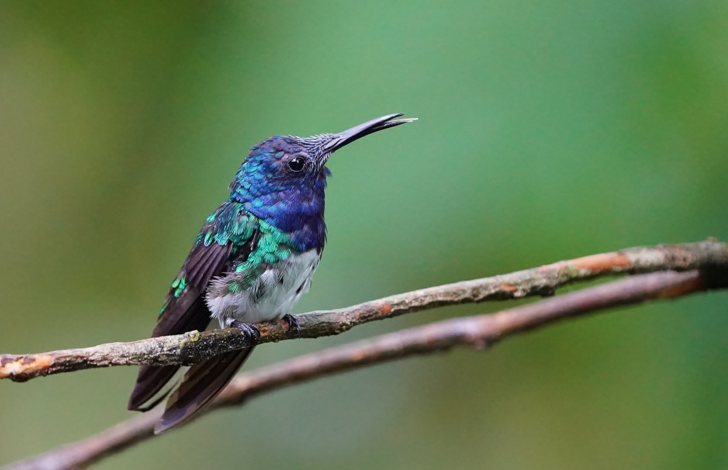 238 Colibri jacobin m- los bancos.JPG